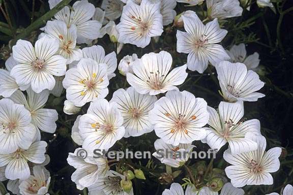 limnanthes douglasii ssp rosea 1 graphic